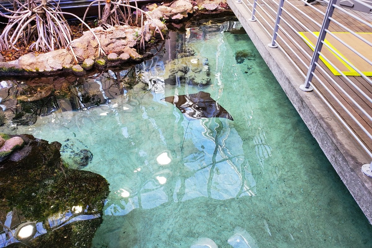 California Academy of Sciences - Gallery Image 1